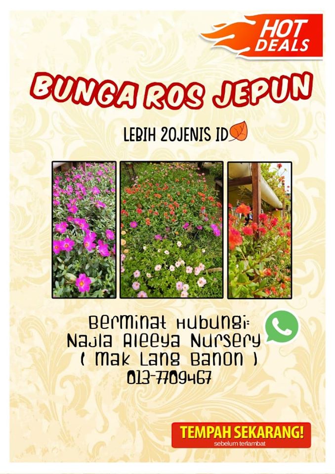 bunga-ros-jepun